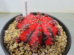 4708 「多肉植物I」ギムノカリキウム ミハノビッチ 植え【発根・美株・Gymnocalycium mihanovichii・サボテン】