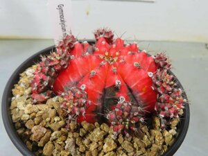 4712 「多肉植物I」ギムノカリキウム ミハノビッチ 植え【発根・美株・Gymnocalycium mihanovichii・サボテン】