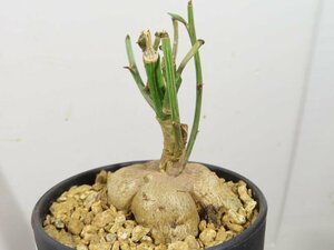 4672 「多肉植物I】モナデニウム ルベルム 植え【ルベラム・塊根植物・発根・美株・Monadenium montanum】