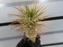 6899 「塊根植物」パキポディウム ナマクアナム 抜き苗【最新到着・接ぎ木・Pachypodium namaquanum・光堂】_画像8