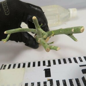 7074 「塊根植物」アデニア フルチコーサ 抜き苗【最新到着・多肉植物・Adenia fruticosa・フルティコーサ】の画像5