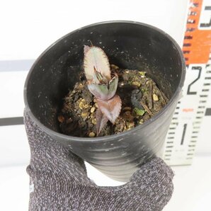 6697 「激レア高級品種】アガベ チタノタ 藍鯨 植え【発根・超厳選極上子株・Agave titanota】の画像2