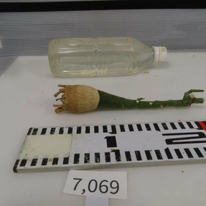 7069 「塊根植物」アデニア フルチコーサ 抜き苗【最新到着・多肉植物・Adenia fruticosa・フルティコーサ】の画像2