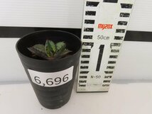 6696 「激レア高級品種】アガベ チタノタ 藍鯨 植え【発根・超厳選極上子株・Agave titanota】_画像5