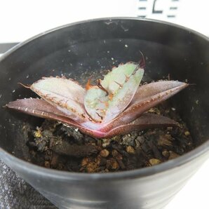 6697 「激レア高級品種】アガベ チタノタ 藍鯨 植え【発根・超厳選極上子株・Agave titanota】の画像1