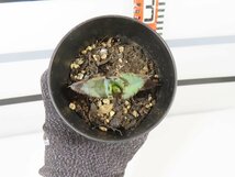 6696 「激レア高級品種】アガベ チタノタ 藍鯨 植え【発根・超厳選極上子株・Agave titanota】_画像4