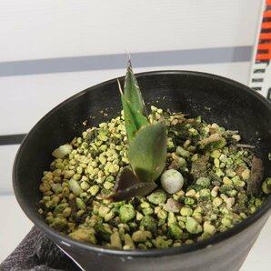 6699 「激レア高級品種」アガベ チタノタ ハデス 黒帝斯 植え【発根開始・Agave titanota Hades・恐竜牙歯・リュウゼツラン】の画像2