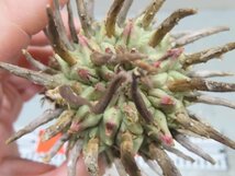 7226 「多肉植物」ユーフォルビア スコエンランディ 抜き苗【最新到着・Euphorbia schoenlandii・闘牛角・塊根植物】_画像6