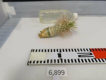 6899 「塊根植物」パキポディウム ナマクアナム 抜き苗【最新到着・接ぎ木・Pachypodium namaquanum・光堂】_画像2