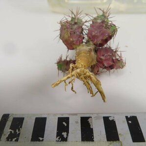 6862 「多肉植物」ユーフォルビア リデンブルゲンシス 抜き苗【最新到着・塊根植物・輪廻城・Euphorbia lydenburgensis】の画像4