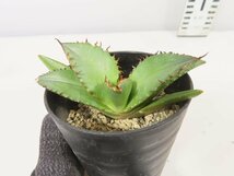 6715 「激レア高級品種】アガベ チタノタ 黒火 植え【発根・多肉植物・子株・Agave titanota Black Fire】_画像3