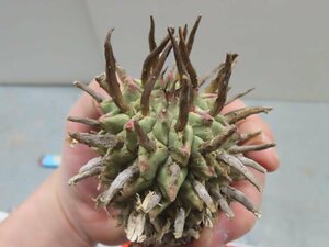 7226 「多肉植物」ユーフォルビア スコエンランディ 抜き苗【最新到着・Euphorbia schoenlandii・闘牛角・塊根植物】