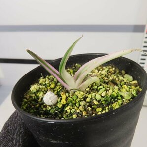 6609 「激レア高級品種」アガベ 氷山 【発根・ササノユキ笹の雪・ Agave victoriae-reginae 'Hyouzan'】の画像2