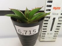 6715 「激レア高級品種】アガベ チタノタ 黒火 植え【発根・多肉植物・子株・Agave titanota Black Fire】_画像6