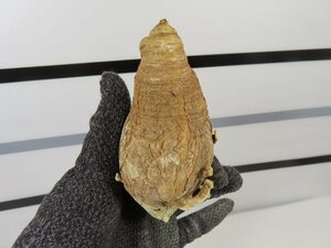 6635 「多肉植物」ユーフォルビア フィッシュスケール 抜き苗【塊根植物・E.fish bone・マダガスカル】