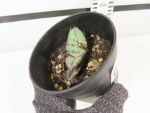 6696 「激レア高級品種】アガベ チタノタ 藍鯨 植え【発根・超厳選極上子株・Agave titanota】_画像8