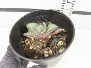 6696 「激レア高級品種】アガベ チタノタ 藍鯨 植え【発根・超厳選極上子株・Agave titanota】