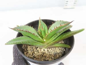 6715 「激レア高級品種】アガベ チタノタ 黒火 植え【発根・多肉植物・子株・Agave titanota Black Fire】