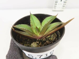 6719 「激レア高級品種】アガベ チタノタ 黒火 植え【発根・多肉植物・子株・Agave titanota Black Fire】