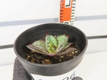 6696 「激レア高級品種】アガベ チタノタ 藍鯨 植え【発根・超厳選極上子株・Agave titanota】_画像3