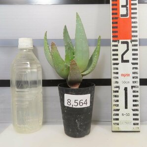 8564 「実生」アロエ コンプトニー【種から発芽・発根・Aloe・美株・多肉植物・購入でパキプス種子プレゼント】の画像1