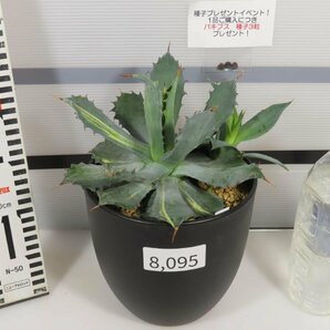 8095 「多肉植物I」アガベ チタノタ イシスメンシス 兜蟹錦 斑入り【Agave isthmensis・購入でパキプス種子プレゼント】の画像2