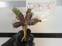 8523 「多肉植物」ユーフォルビア リデンブルゲンシス 抜き苗【最新・Euphorbia lydenburgensis・購入でパキプス種子プレゼント】_画像1