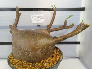 8429 「塊根植物」パキポディウム グラキリス L 植え【未発根・多肉植物・gracilius・マダガスカル・購入でパキプス種子プレゼント】