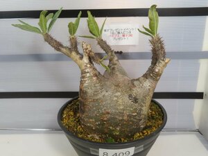 8409 「塊根植物」パキポディウム グラキリス ML 植え【未発根・多肉植物・gracilius・マダガスカル・購入でパキプス種子プレゼント】