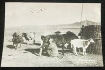 ★蔵出し//戦前 絵葉書 中国 満州 モンゴル 蒙古風俗 蒙古人 人物 動物 風景 古写真 絵はがき まとめて5枚//当時物 郵便資料//★送料込 菊_画像4