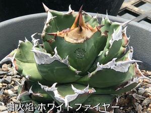 #w1 現物中株　鉢のまま発送　アガベ チタノタ 白火焔Agave titanota ‘White Fire’ 台湾輸入株