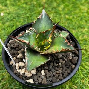 現物 鉢のまま発送 Agave titanota cheater 獵豹の画像4