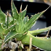 ブツブツ　スタッズ　裏刺　アガベ　ホリダ　実生　子株のみ　多肉植物_画像9