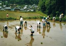 会員による田植え