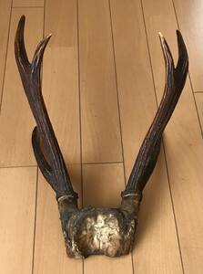 鹿の角 長さ30cm 頭骨付き 元海外駐在員マダム 蔵出し品