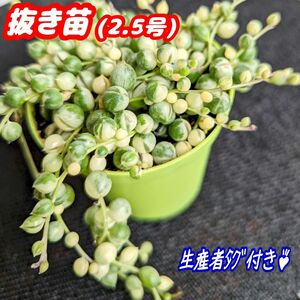 斑入りグリーンネックレス【抜き苗】2.5号モリモリ♪多肉植物セネシオ紅葉プラ鉢プレステラ