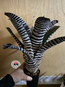 現品　Aechmea Black Ice seeding タンクブロメリア　ブロメリア　エクメア ブラックアイス 