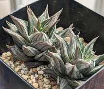 ハオルチア 【幻の塔】カキ仔 ２株 多肉植物 ハオルシア 斑入り_画像1