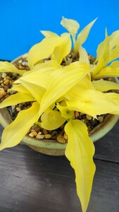  hosta yellow gold . horse iwa hosta . have kind ultimate rare kind fields and mountains grass 