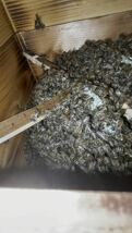 日本蜜蜂　日本ミツバチ　超高濃度　誘引液　巣碑付き　キンリョウヘン　待ち箱ルアー　500g その②_画像2