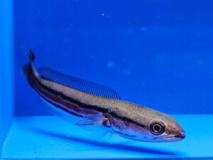 エンペラースネークヘッド約12cm　オトヒメ飼育してます。成長が早く面白い個体です。 熱帯魚