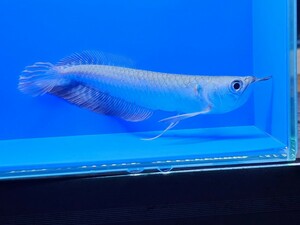 シルバーアロワナ約17cm　ペルー便ワイルド　赤みが強い個体です。オトヒメ飼育してます