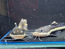 レッドテールキャット約10cm　2匹セット　ペルー便　大型魚　古代魚　熱帯魚　ナマズ_画像2