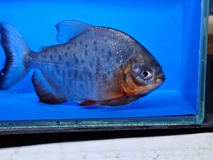 レッドコロソマ約15cm(レッドパグ)大型魚　熱帯魚　　かなり大食いです。オトヒメ飼育してます