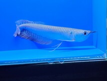 シルバーアロワナ約17cm　ペルー便ワイルド　赤みが強い個体です。オトヒメ飼育してます_画像6