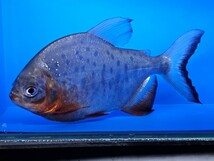 レッドコロソマ約15cm(レッドパグ)大型魚　熱帯魚　　かなり大食いです。オトヒメ飼育してます_画像3