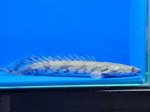 M-①　ポリプテルスエンドリケリー約16cm ギニア便　オトヒメ飼育してます。写真の生態をお届けします。