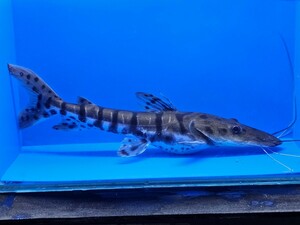 T-①　タイガーシャベルキャット約21cm　写真の生態をお届けします。　オトヒメ飼育してます　かなり成長早く大きくなると思います。