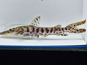 タイガーショベルキャットフィッシュ約18cm　大型魚　古代魚　オトヒメ飼育してます。 インドネシア産ブリード