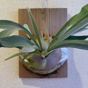 【中？株】P. veitchii ビカクシダ コウモリラン platycerium